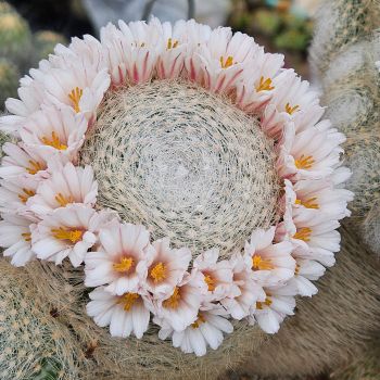 Preview: Mammillaria lenta
